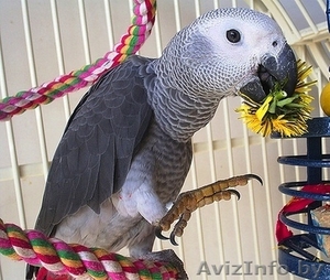 Продам выкормыш жако краснохвостого. #152558