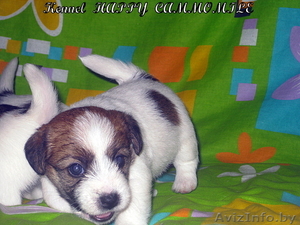 Очаровательные щенки Джек рассел терьера! #138133