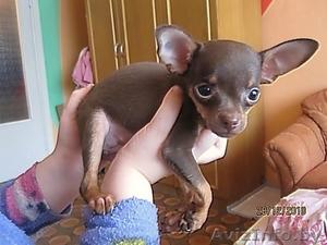 Элитные щенки той терьера!!! #140068