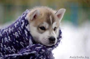 Щенки Сибирских хаски в Беларуси! Помет от Шерри и Вито! #143553