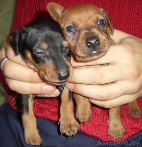 щенки цвергпинчера #149753