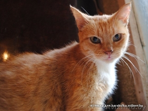 Рыжая ласковая кошечка,  2 года  #156029