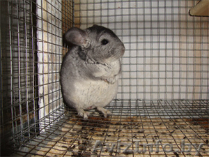 Шиншилла, выгодный бизнес #152939