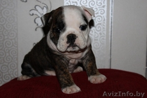 щенки английского бульдога от элитных родителей #138064