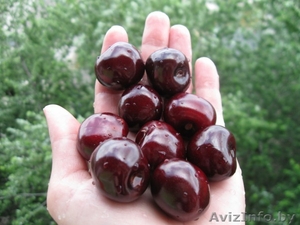 Саженцы яблони,  смородины,  малины,  груши,  вишни,  черешни,  абрикоса,  крыжовника и #146881