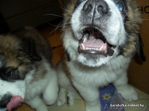 щенки сенбернара #137613