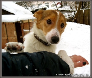 Щенок-подросток,  девочка. 5 месяцев #154980
