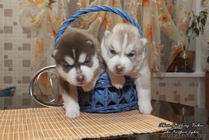 Щенки сибирский хаски в Минске! #150792