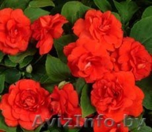 распродажа комнатных растений 8 033 66 45732 #144158