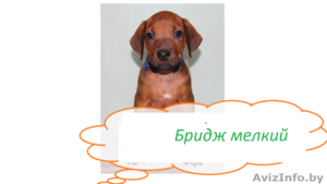 кобель родезийский риджбек #150196