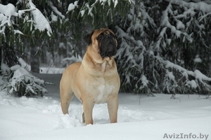 Щенки бульмастифа #145151