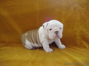 Кобель Английского бульдога #145040