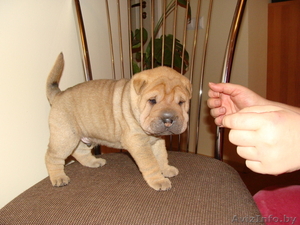 Шарпей щенки с родословной,  девочки и мальчики #142277