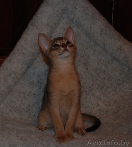 Красавцы абиссинские котята #145160