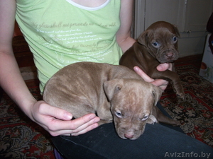 продам щенков ам.питбуля #141638