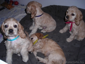 щенки американский кокер-спаниель #142985