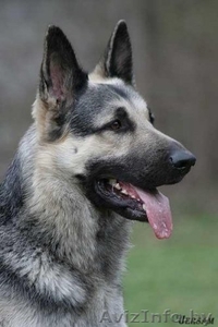 Восточно-европейская овчарка. Щенки #146675