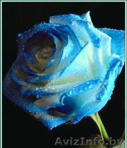 Требуется продавец цветов:) #145163