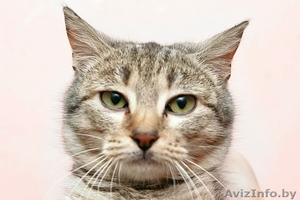 Миниатюрная рысь - зеленоглазый котенок - в дар #155896