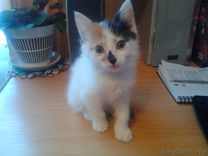 Красивая пушистая кошечка ждет своих хозяев #138194