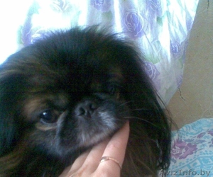 приглашаю на вязку #137741