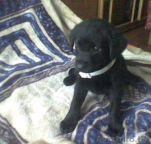 щенки лабрадора 1 мес (08.12.10) #140857