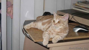 Вязка с шотландским прямоухим котом #141389