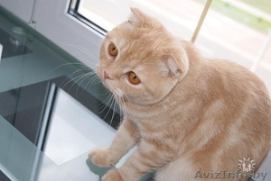 Шотландская вислоухая #152149