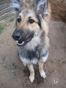 Продаю по приемлемой цене собаку #144194