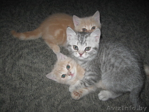 Бриташки-малышки #155778