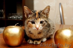 Милые котята в заботливые ручки! #142377