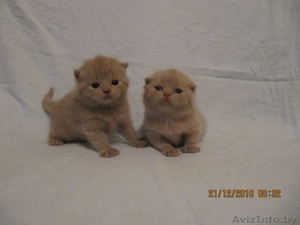 Продаю плюшевых котят британцев #141349