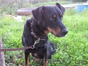 красивая молодая собака в дар #149863