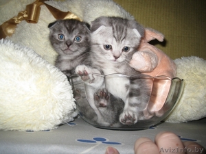 Шотландские вислоухие котята #137128