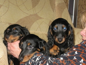   Продам щенков длиннош.таксы, с родословной. #142991