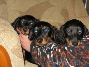   Продам щенков дл.таксы,  с родословной. #142998