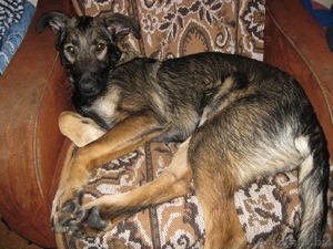 Самый лучший пес #140511