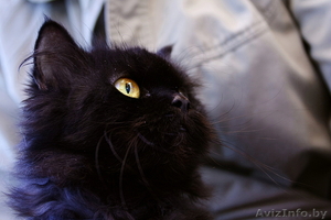 Маруся - шикарная черная пушистая кошка в дар. Стерилизована. #144611