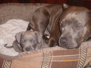 продам щенка Стаффоршидского терьера в хорошие руки!!!!! #137284