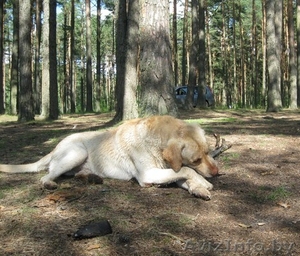 Лабрадор с родословной ищет подружку для вязки. #144702