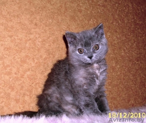 кучерявое чудо,  питомник #136616