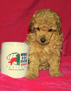 Щенки той-пуделя. #146174