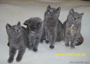 британские котята с документами #136610