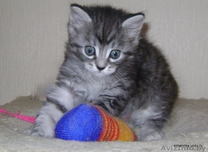 Сибирский  котенок с документами,  клубный #138289