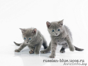 КОТЯТА породы Русская Голубая!!! Дата рождения - 28.11.2010г. #141938