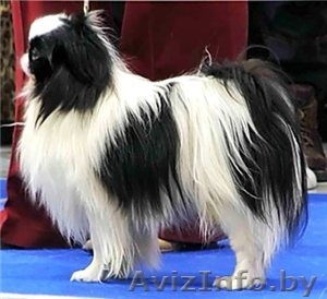 японский хин - щенки #143225