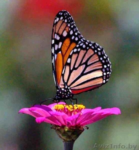 тропические бабочки в подарок. #149474