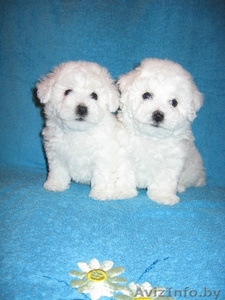 Очаровательные щенки бишон фризе  #136506