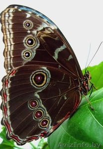 Живые тропические бабочки в подарок. #149473