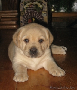 Щенки лабрадора-ретривера! #142592
